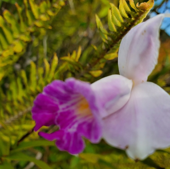 Meet your Posher, Theresa - Picture 1 of 1